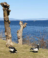 Hvitkinngås (Branta leucopsis)