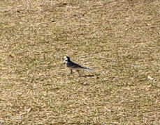 White Wagtail (Motacilla alba)