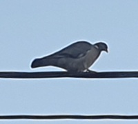 Wood Pigeon (Columba palumbus)