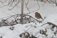 Rødstrupe (Erithacus rubecula)