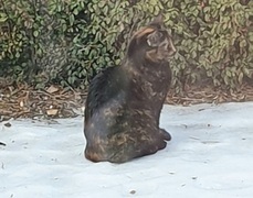 Cat (Felis catus)