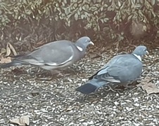Wood Pigeon (Columba palumbus)