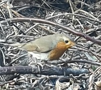 Rødstrupe (Erithacus rubecula)