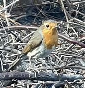 Rødstrupe (Erithacus rubecula)