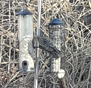 Stær (Sturnus vulgaris)