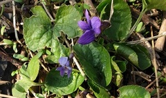 Skogfiol (Viola riviniana)