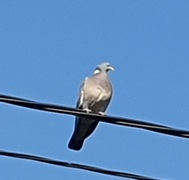 Wood Pigeon (Columba palumbus)