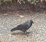 Kaie (Corvus monedula)