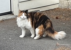 Cat (Felis catus)
