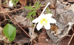 Hvitveis (Anemone nemorosa)