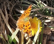 Hestehov (Tussilago farfara)