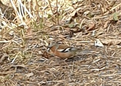 Chaffinch (Fringilla coelebs)