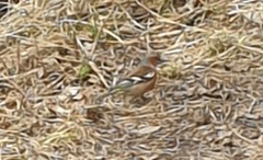 Chaffinch (Fringilla coelebs)