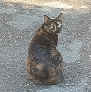 Cat (Felis catus)