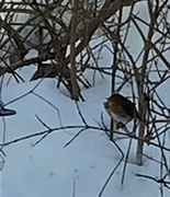 Rødstrupe (Erithacus rubecula)