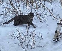 Cat (Felis catus)