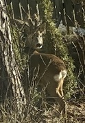 Rådyr (Capreolus capreolus)