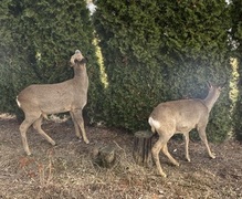 Rådyr (Capreolus capreolus)