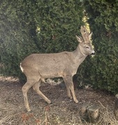 Rådyr (Capreolus capreolus)