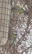 Blåmeis (Cyanistes caeruleus)