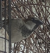 Gråspurv (Passer domesticus)