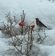 Gråtrost (Turdus pilaris)