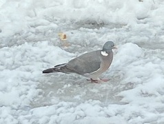 Wood Pigeon (Columba palumbus)