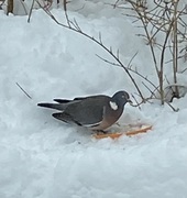 Wood Pigeon (Columba palumbus)