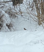 Chaffinch (Fringilla coelebs)