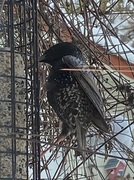 Stær (Sturnus vulgaris)