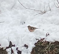 Chaffinch (Fringilla coelebs)