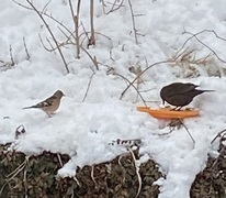 Chaffinch (Fringilla coelebs)