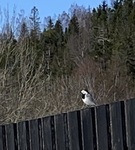 White Wagtail (Motacilla alba)