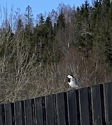White Wagtail (Motacilla alba)