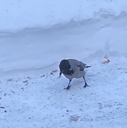Hooded Crow (Corvus cornix)