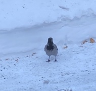 Hooded Crow (Corvus cornix)