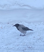 Hooded Crow (Corvus cornix)