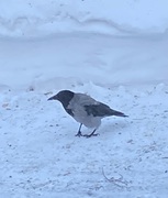 Kråke (Corvus cornix)