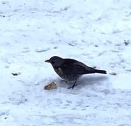 Gråtrost (Turdus pilaris)