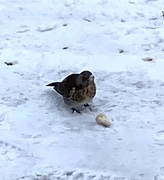 Gråtrost (Turdus pilaris)