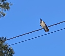 Hooded Crow (Corvus cornix)