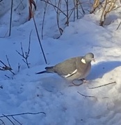 Ringdue (Columba palumbus)