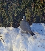 Wood Pigeon (Columba palumbus)