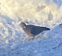 Wood Pigeon (Columba palumbus)