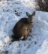 Rådyr (Capreolus capreolus)