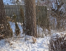Roe Deer (Capreolus capreolus)