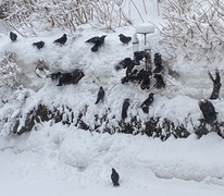Kaie (Corvus monedula)