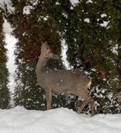 Rådyr (Capreolus capreolus)