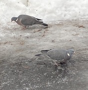 Wood Pigeon (Columba palumbus)