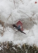 Eurasian Magpie (Pica pica)